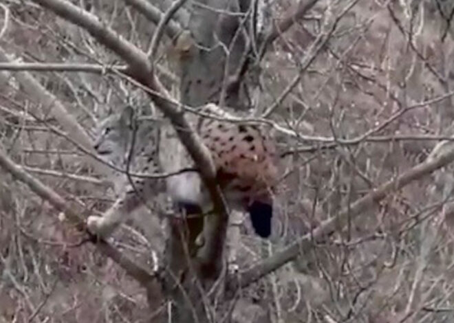 Kangallardan kaçan vaşak ağaca tırmandı: Görüyon mu aynı safari gibi…  